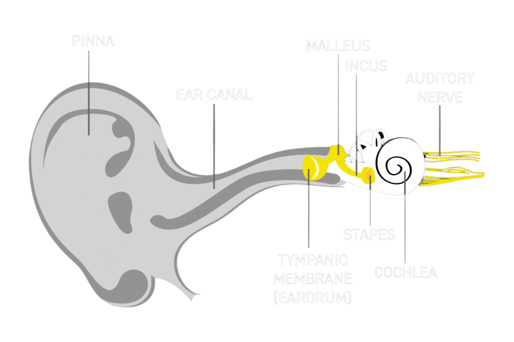 Zgradba ušesa